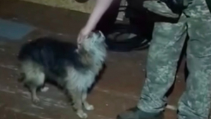 Illustration : En pleine zone de guerre, un drone militaire r&eacute;ussit l&rsquo;&eacute;vacuation a&eacute;rienne d&rsquo;un chat et d&rsquo;un chien sur 12 km (vid&eacute;o)