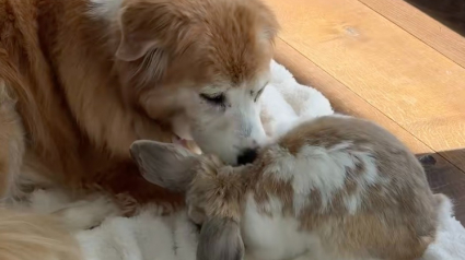 Illustration : &laquo; Arr&ecirc;tez, c'est adorable ! &raquo;, une chienne Golden Retriever &acirc;g&eacute;e prend un lapin pour son b&eacute;b&eacute; (vid&eacute;o)