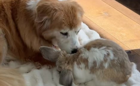 « Arrêtez, c'est adorable ! », une chienne Golden Retriever âgée prend un lapin pour son bébé (vidéo)
