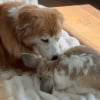 Illustration : &laquo; Arr&ecirc;tez, c'est adorable ! &raquo;, une chienne Golden Retriever &acirc;g&eacute;e prend un lapin pour son b&eacute;b&eacute; (vid&eacute;o)