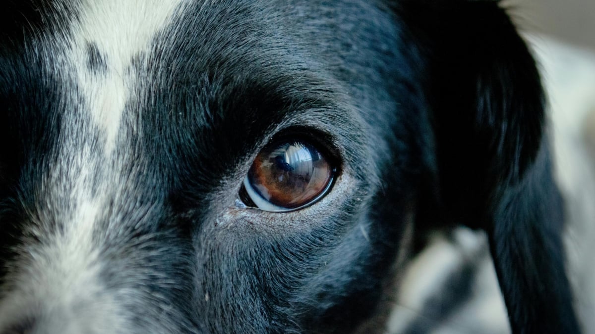 Illustration : "[Vrai ou Faux] Les chiens voient-ils vraiment le monde en noir et blanc ?"