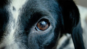 Illustration : [Vrai ou Faux] Les chiens voient-ils vraiment le monde en noir et blanc ?