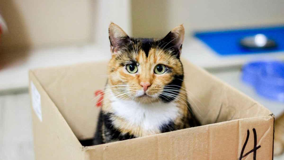 Illustration : "Pourquoi les chats sont-ils irrésistiblement attirés par les boîtes en carton ?"