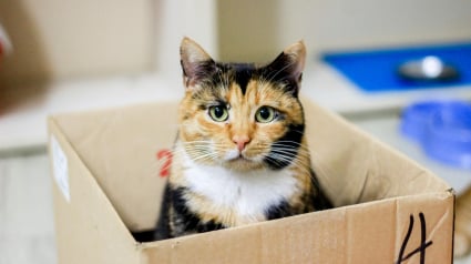 Illustration : Pourquoi les chats sont-ils irr&eacute;sistiblement attir&eacute;s par les bo&icirc;tes en carton ?