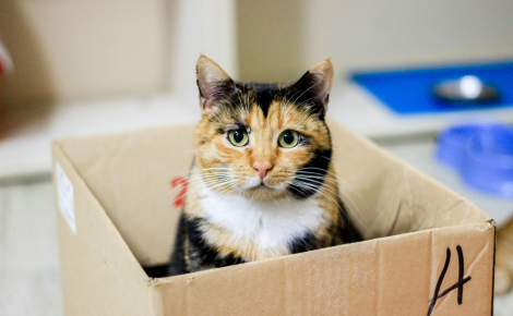 Pourquoi les chats sont-ils irrésistiblement attirés par les boîtes en carton ?