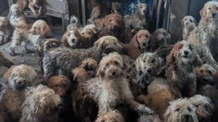 Illustration : Plus de 250 crois&eacute;s Caniches secourus apr&egrave;s avoir v&eacute;cu dans des conditions si choquantes que les photos laissent croire &agrave; une cr&eacute;ation par IA