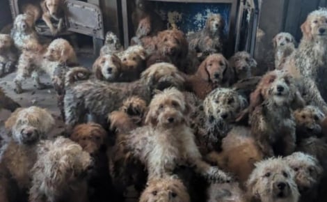 Plus de 250 croisés Caniches secourus après avoir vécu dans des conditions si choquantes que les photos laissent croire à une création par IA