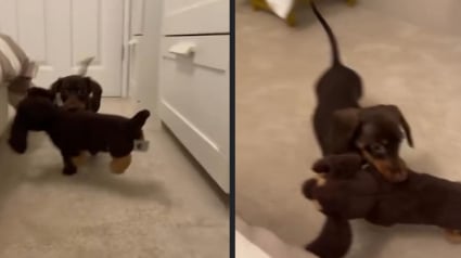 Illustration : Un Teckel nain a trouv&eacute; sa peluche pr&eacute;f&eacute;r&eacute;e et celle-ci lui ressemble comme 2 gouttes d&rsquo;eau (vid&eacute;o)