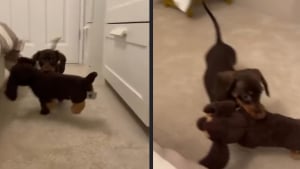 Illustration : Un Teckel nain a trouvé sa peluche préférée et celle-ci lui ressemble comme 2 gouttes d’eau (vidéo)