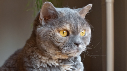 Illustration : Une jeune chatte British Shorthair retrouve une nouvelle famille apr&egrave;s avoir surv&eacute;cu envoi par colis postal de la part de son propri&eacute;taire
