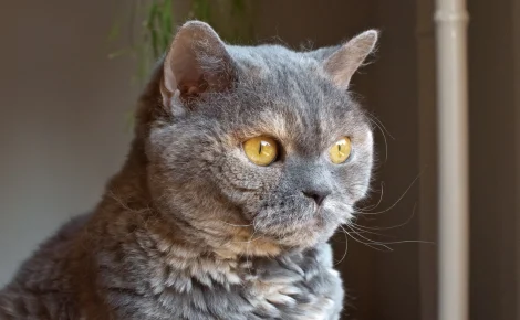 Une jeune chatte British Shorthair retrouve une nouvelle famille après avoir survécu envoi par colis postal de la part de son propriétaire