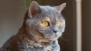 Illustration : "Une jeune chatte British Shorthair retrouve une nouvelle famille après avoir survécu envoi par colis postal de la part de son propriétaire"