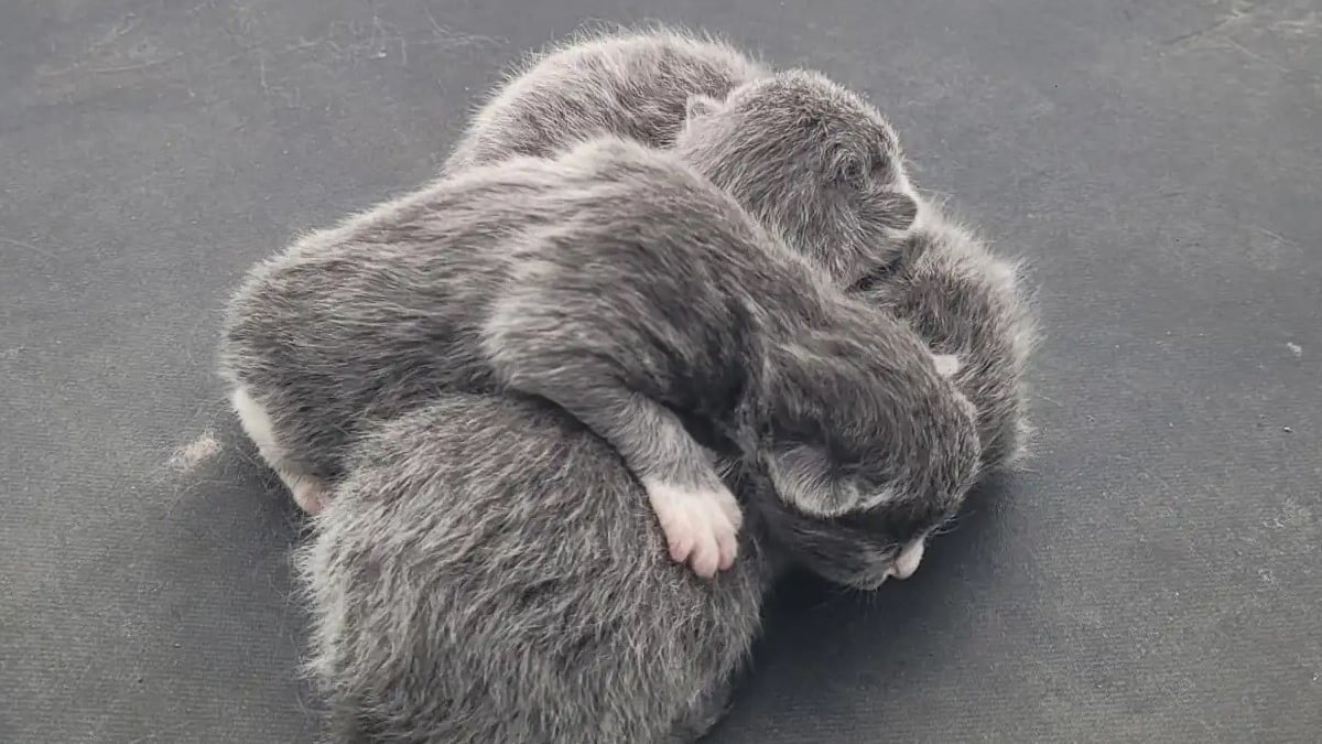 Illustration : "Découverts sous la bâche de protection d'une voiture, 3 chatons sont secourus avec leur mère juste avant un orage et placés en famille d'accueil"