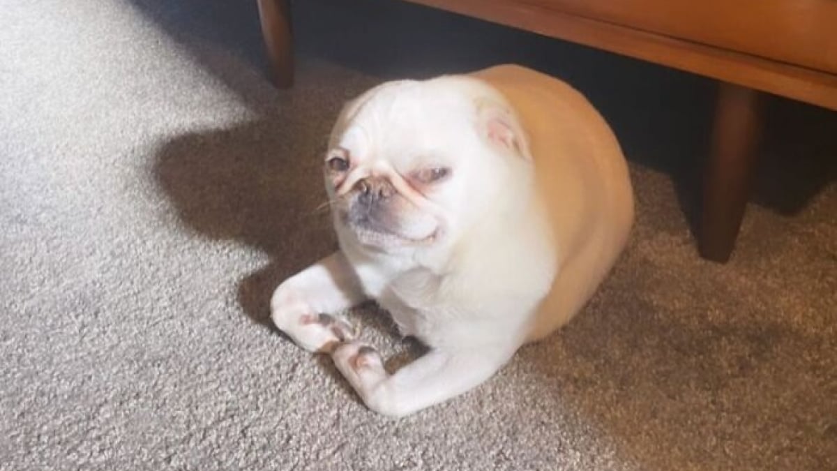 Illustration : "12 photos de chats et chiens pris sur le vif qui défient toute logique"