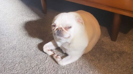 Illustration : 12 photos de chats et chiens pris sur le vif qui d&eacute;fient toute logique