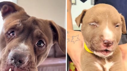 Illustration : Cette chienne &agrave; la m&acirc;choire cass&eacute;e et aux multiples fractures a subi des soins v&eacute;t&eacute;rinaires lourds avant de trouver un foyer stable