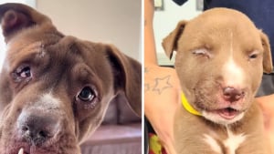 Illustration : Cette chienne à la mâchoire cassée et aux multiples fractures a subi des soins vétérinaires lourds avant de trouver un foyer stable