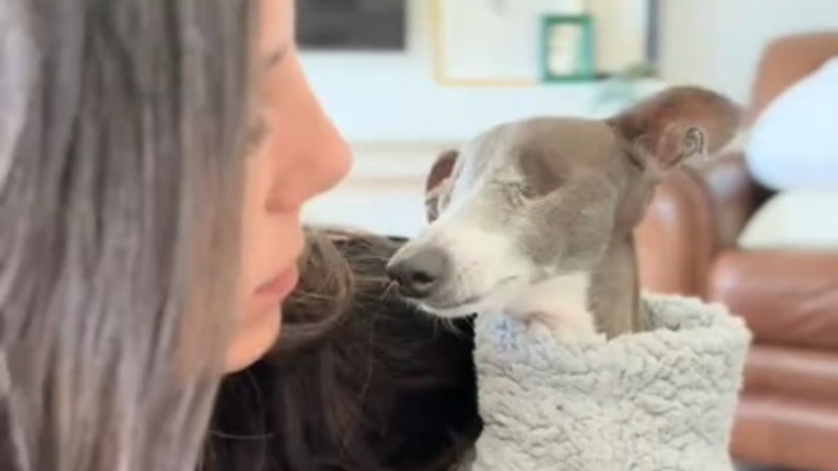 Illustration : "Une famille qui ne voulait pas de chien adopte finalement un Petit Lévrier Italien aveugle et découvre un amour sans limites (vidéo)"