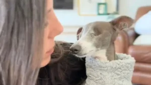 Illustration : Une famille qui ne voulait pas de chien adopte finalement un Petit Lévrier Italien aveugle et découvre un amour sans limites (vidéo)
