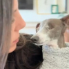 Illustration : Une famille qui ne voulait pas de chien adopte finalement un Petit L&eacute;vrier Italien aveugle et d&eacute;couvre un amour sans limites (vid&eacute;o)