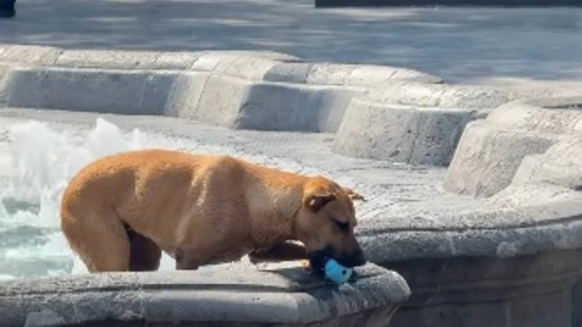 Illustration : "Un chien errant joue dans une fontaine et persuade les passants de lui lancer la balle pour s’amuser (vidéo)"