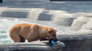 Illustration : Un chien errant joue dans une fontaine et persuade les passants de lui lancer la balle pour s’amuser (vidéo)