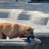 Illustration : Un chien errant joue dans une fontaine et persuade les passants de lui lancer la balle pour s&rsquo;amuser (vid&eacute;o)