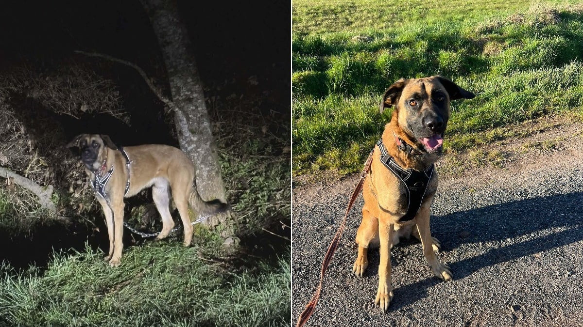 Illustration : "Abandonné et enchaîné à un arbre en pleine nuit, ce chien retrouve le goût de jouer avec ses congénères au refuge qui l'a sauvé (vidéo)"