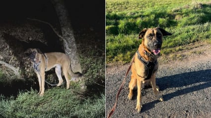 Illustration : Abandonn&eacute; et encha&icirc;n&eacute; &agrave; un arbre en pleine nuit, ce chien retrouve le go&ucirc;t de jouer avec ses cong&eacute;n&egrave;res au refuge qui l'a sauv&eacute; (vid&eacute;o)