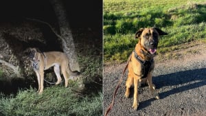 Illustration : "Abandonné et enchaîné à un arbre en pleine nuit, ce chien retrouve le goût de jouer avec ses congénères au refuge qui l'a sauvé (vidéo)"