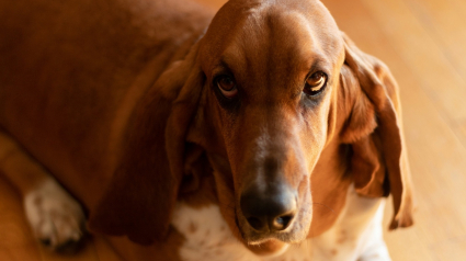 Illustration : Pourquoi votre chien prend-il un air coupable quand il fait une b&ecirc;tise ?