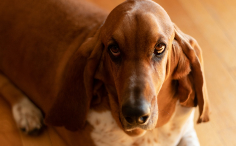 Pourquoi votre chien prend-il un air coupable quand il fait une bêtise ?