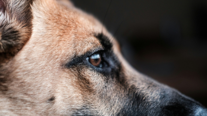 Illustration : &Eacute;motions canines, une &eacute;tude montre que les chiens pleurent de joie en retrouvant leur propri&eacute;taire