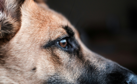 Émotions canines, une étude montre que les chiens pleurent de joie en retrouvant leur propriétaire