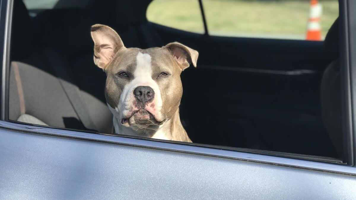 Illustration : "Un chien enfermé dans une voiture sous le soleil tirant la langue et en hypersalivation, est sauvé in extremis par la police de Vernon"