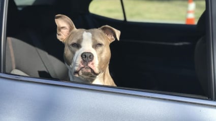 Illustration : Un chien enferm&eacute; dans une voiture sous le soleil tirant la langue et en hypersalivation, est sauv&eacute; in extremis par la police de Vernon