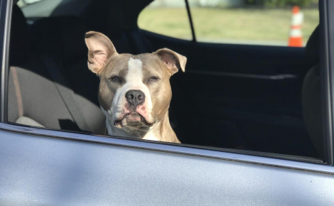 Un chien enfermé dans une voiture sous le soleil tirant la langue et en hypersalivation, est sauvé in extremis par la police de Vernon