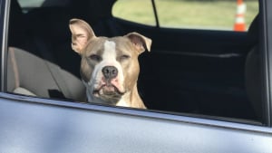 Illustration : "Un chien enfermé dans une voiture sous le soleil tirant la langue et en hypersalivation, est sauvé in extremis par la police de Vernon"