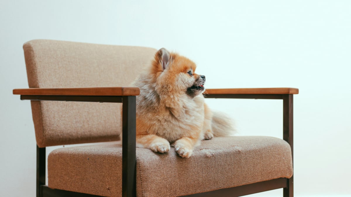 Illustration : "7 mesures à prendre pour protéger votre chien dans votre maison"