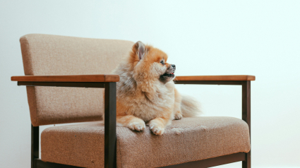 Illustration : 7 mesures &agrave; prendre pour prot&eacute;ger votre chien dans votre maison