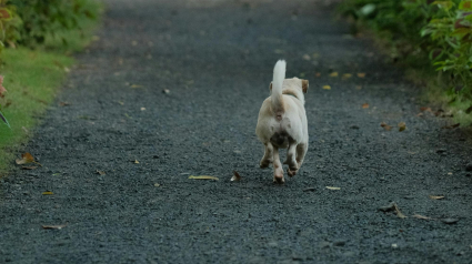 Illustration : 7 conseils importants pour &eacute;viter de perdre votre chien