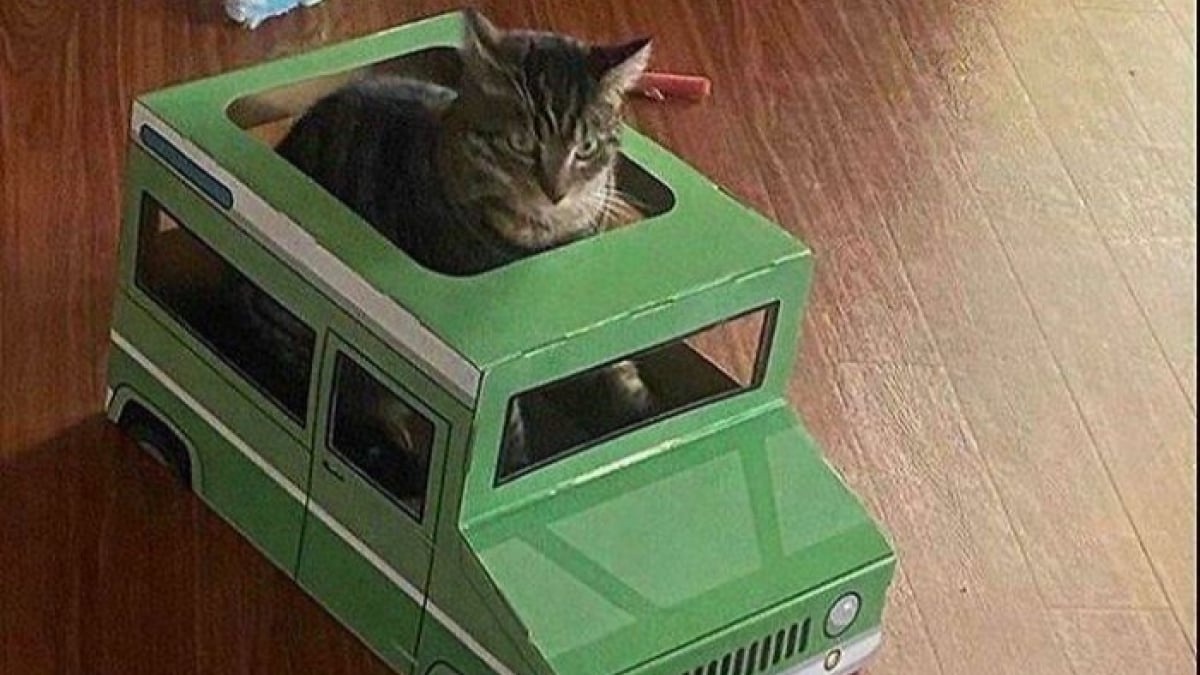 Illustration : "14 chats qui ont trouvé leur vocation professionnelle"