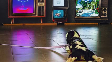 Illustration : Votre chien regarde-t-il vraiment la t&eacute;l&eacute;vision ? L'explication scientifique