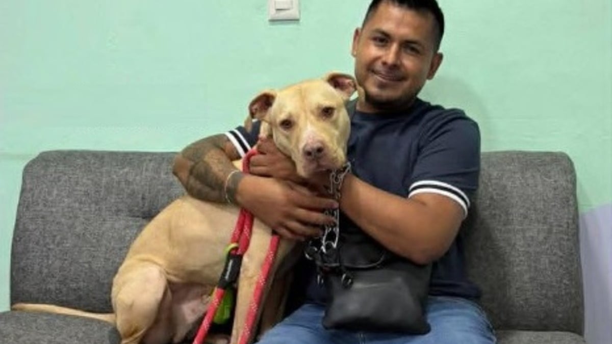 Illustration : "Contraint de quitter les Etats-Unis, il retrouve son chien au Mexique après un périple d'une semaine organisé par plusieurs associations"