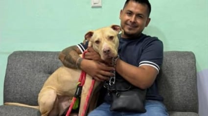 Illustration : Contraint de quitter les Etats-Unis, il retrouve son chien au Mexique apr&egrave;s un p&eacute;riple d'une semaine organis&eacute; par plusieurs associations