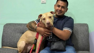 Illustration : Contraint de quitter les Etats-Unis, il retrouve son chien au Mexique après un périple d'une semaine organisé par plusieurs associations