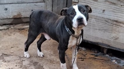 Illustration : Un chien condamn&eacute; &agrave; vivre attach&eacute; dans ses excr&eacute;ments est sauv&eacute; apr&egrave;s l&rsquo;alerte d&rsquo;un commissariat des Yvelines