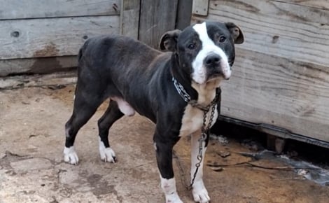 Un chien condamné à vivre attaché dans ses excréments est sauvé après l’alerte d’un commissariat des Yvelines