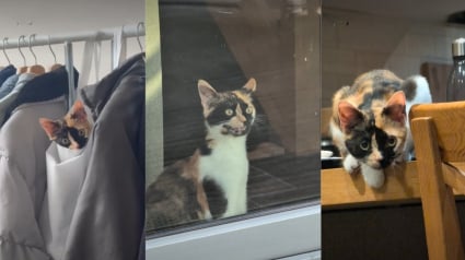 Illustration : &laquo; D&egrave;s qu&rsquo;on a un chat, on oublie la solitude &raquo;, cette chatte calico refuse de laisser sa ma&icirc;tresse seule une seconde (vid&eacute;o)