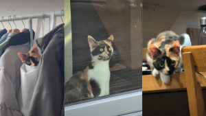 Illustration : « Dès qu’on a un chat, on oublie la solitude », cette chatte calico refuse de laisser sa maîtresse seule une seconde (vidéo)